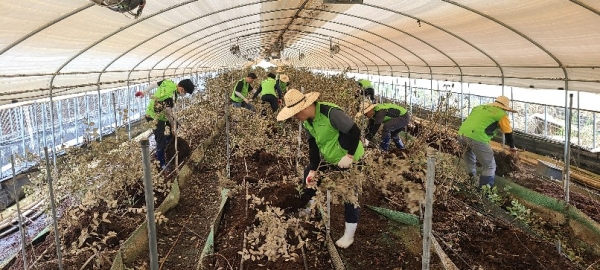 농식품부 직원 40여명은 충남 부여군 장암면에 위치한 시설하우스 농가 피해 현장을 방문하여 피해 농업시설물과 작물 잔해 및 토사 제거작업을 도왔다.