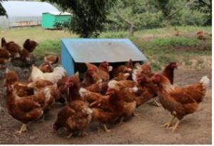 폭염으로 죽은 닭, 계열업체가 부담