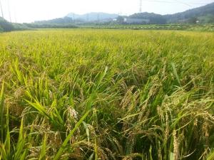 올해 쌀 생산량 ‘387만 톤 내외’ 예측