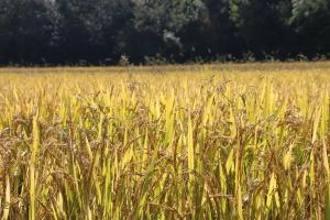 [이슈초점]쌀값 하락세 지속…농식품부 산물벼 전량 인수 대응