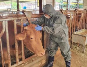 한우·젖소·염소 구제역 백신 일제 접종추진
