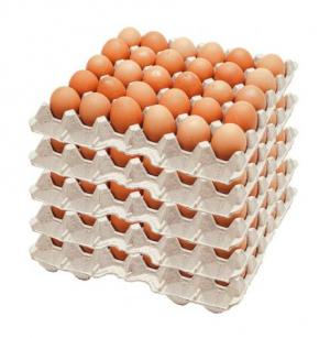 계란 출하 농가, 품질정보 피드백 받는다