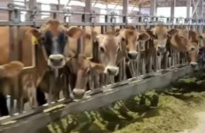 143만두의 소를 사육하는 덴마크에서 탄소 배출량을 줄이기 위해 국고로 저감제를 보조한다